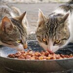 Rekomendasi Makanan Kucing Tua untuk Kesehatan dan Kekuatan