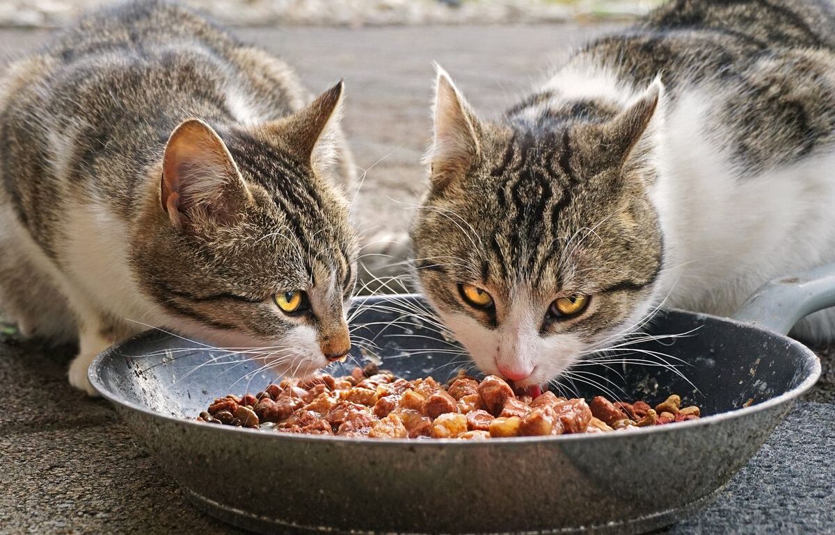 Rekomendasi Makanan Kucing Tua untuk Kesehatan dan Kekuatan